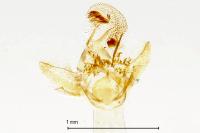 Eupoecilia ambiguella