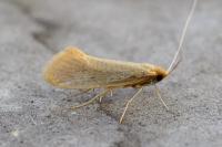 Nematopogon
