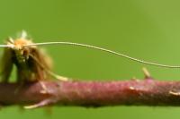 Nematopogon