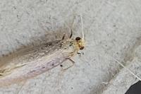 Nematopogon