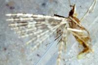 Alucita hexadactyla/bidentata