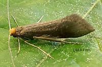 Nematopogon adansoniella