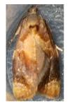 Ditula angustiorana