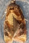 Ditula angustiorana