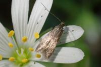 Coleophora lutarea