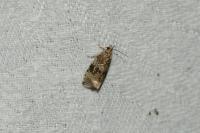 Celypha lacunana
