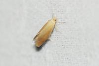 Crassa tinctella
