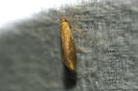 Crassa tinctella
