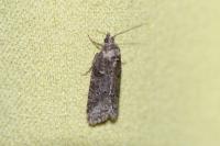 Cnephasia