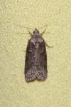 Cnephasia