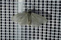 Rebelia plumella surientella