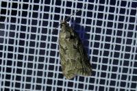 Cnephasia