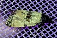 Cochylichroa atricapitana