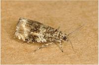 Celypha lacunana