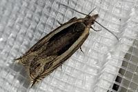 Ancylis apicella