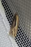 Ancylis apicella