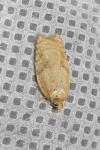 Acleris ferrugana/notana