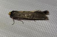 Agnoea