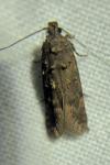 Teleiopsis diffinis