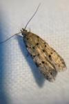 Pseudotelphusa paripunctella