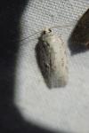Acleris logiana