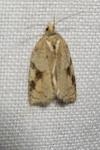 Acleris ferrugana/notana