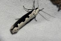 Ethmia bipunctella