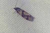 Cochylidia