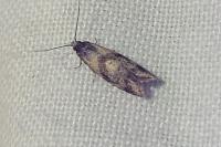 Cochylidia