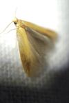 Tischeria