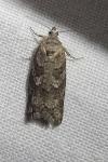 Cnephasia