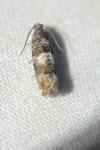 Epinotia rubiginosana