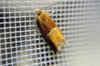 Ancylis mitterbacheriana