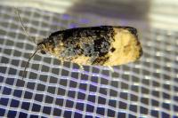 Metendothenia atropunctana