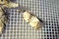 Cochylichroa atricapitana