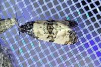 Cochylichroa atricapitana