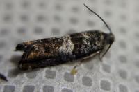 Epinotia rubiginosana