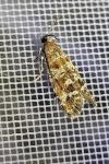 Rhyacionia pinivorana