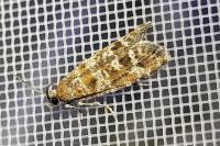 Rhyacionia pinivorana