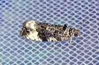 Apotomis sororculana
