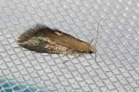 Crassa unitella