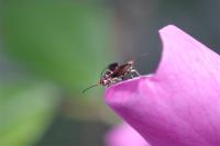 Micropterix aruncella