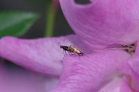 Micropterix aruncella