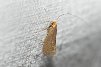 Nematopogon adansoniella