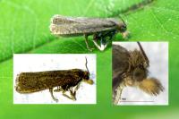 Dichrorampha sedatana
