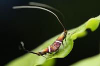 Adela australis