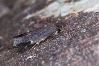 Aproaerema anthyllidella