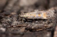 Athrips nigricostella