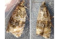 Celypha lacunana