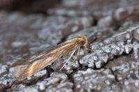 Metzneria aprilella
